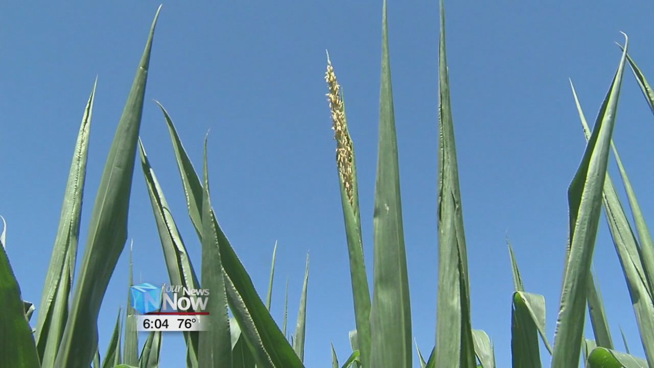 Early frost would make a tough season even tougher for area farmers 1.jpg